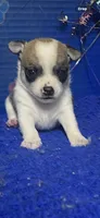 Dallas, a male Chihuahua for sale in Eastman, GA – 1 of 1