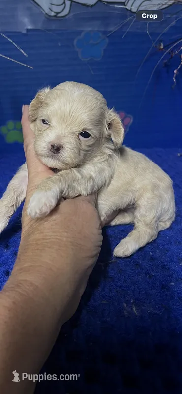 Levi – Maltipoo puppy for sale in Eastman, GA