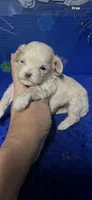 Levi, a male Maltipoo for sale in Eastman, GA – 1 of 1
