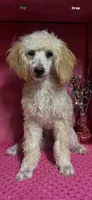 Sally, a female Poodle - Toy  for sale in Eastman, GA – Photo 2 of 2