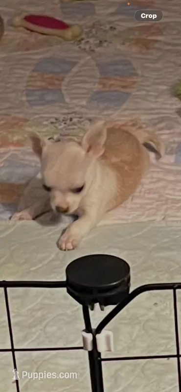 Precious – Chihuahua puppy for sale in Eastman, GA