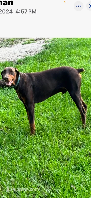 Little boy , a male Doberman Pinscher for sale in Eastman, GA – Photo 1 of 1