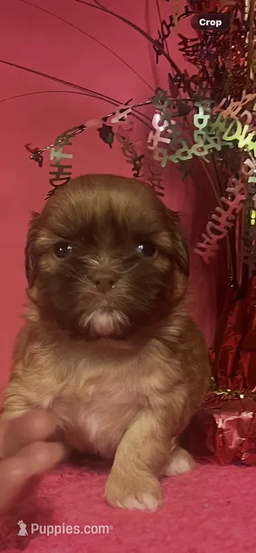 Mandy – Shih Tzu puppy for sale in Eastman, GA