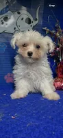 Winter , a male Maltese for sale in Eastman, GA – 2 of 2