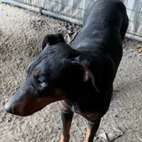 Jackson , a male Doberman Pinscher for sale in Eastman, GA – 1 of 1
