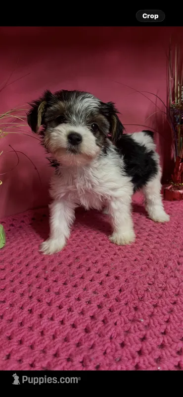 Prissy – Yorkshire Terrier puppy for sale in Eastman, GA
