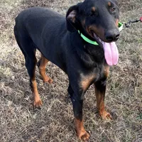 Jasper, a male Doberman Pinscher for sale in Eastman, GA – 1 of 1