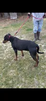 Jackson , a male Doberman Pinscher for sale in Eastman, GA – 2 of 6