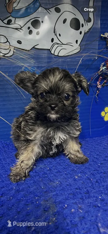 Dusty – Yorkshire Terrier puppy for sale in Eastman, GA