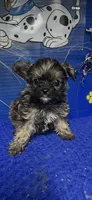 Dusty, a male Yorkshire Terrier for sale in Eastman, GA – 1 of 1
