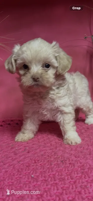 Sugar  – Maltipoo puppy for sale in Eastman, GA