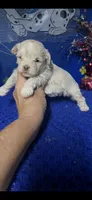 Sam , a male Maltipoo for sale in Eastman, GA – 1 of 1