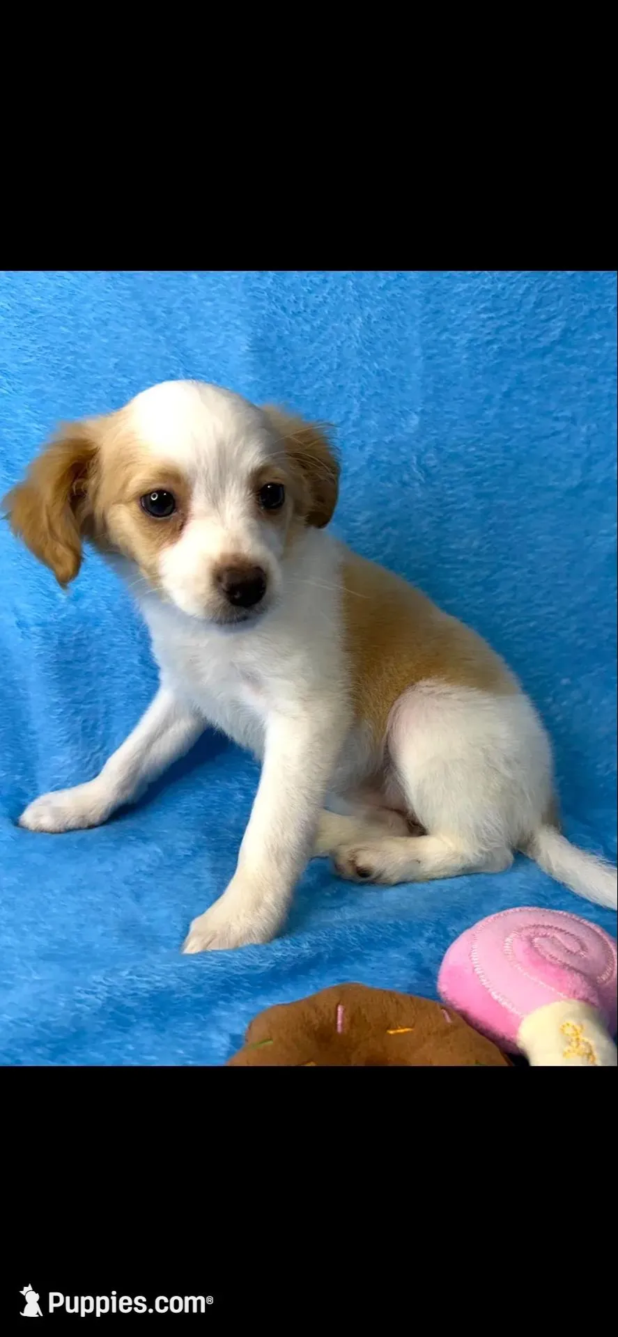 Tippy – Chinese Crested, Poodle - Toy  puppy for sale in Eastman, GA