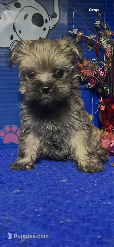 Dusty – Yorkshire Terrier puppy for sale in Eastman, GA