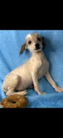 Sissy, a female Chinese Crested and Poodle - Toy  for sale in Eastman, GA – 1 of 1