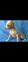 Levi, a female Chinese Crested and Poodle - Toy  for sale in Eastman, GA – 1 of 1