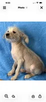 Buster, a female Chinese Crested and Poodle - Toy  for sale in Eastman, GA – 1 of 1
