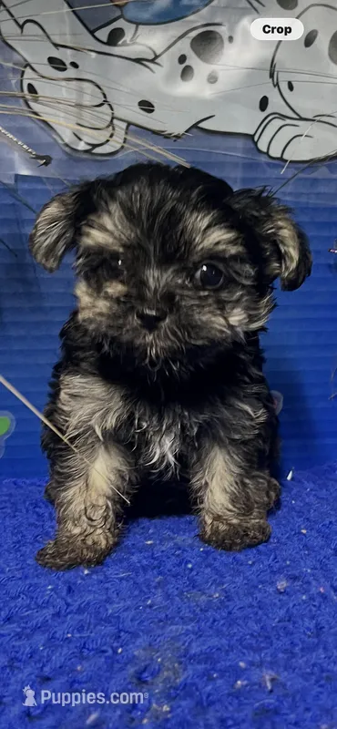 Louie – Yorkshire Terrier puppy for sale in Eastman, GA