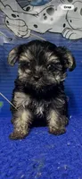 Louie, a male Yorkshire Terrier for sale in Eastman, GA – 1 of 1