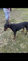 Jackson , a male Doberman Pinscher for sale in Eastman, GA – 3 of 6