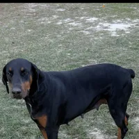 Scarlet, a female Doberman Pinscher for sale in Eastman, GA – 1 of 1