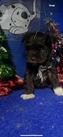 Hershey, a male Miniature Schnauzer for sale in Eastman, GA – Photo 2 of 2