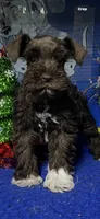 Hershey, a male Miniature Schnauzer for sale in Eastman, GA – Photo 1 of 2