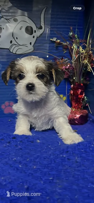 Buter – Yorkshire Terrier puppy for sale in Eastman, GA