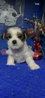 Buter, a male Yorkshire Terrier for sale in Eastman, GA – 1 of 1