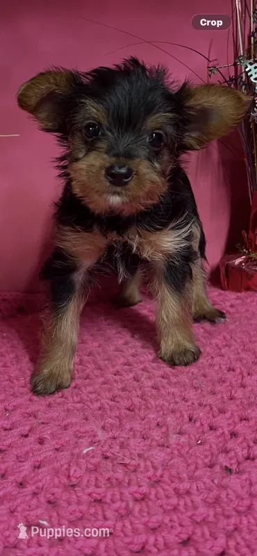 Misty – Yorkshire Terrier puppy for sale in Eastman, GA
