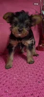 Misty, a female Yorkshire Terrier for sale in Eastman, GA – 1 of 1