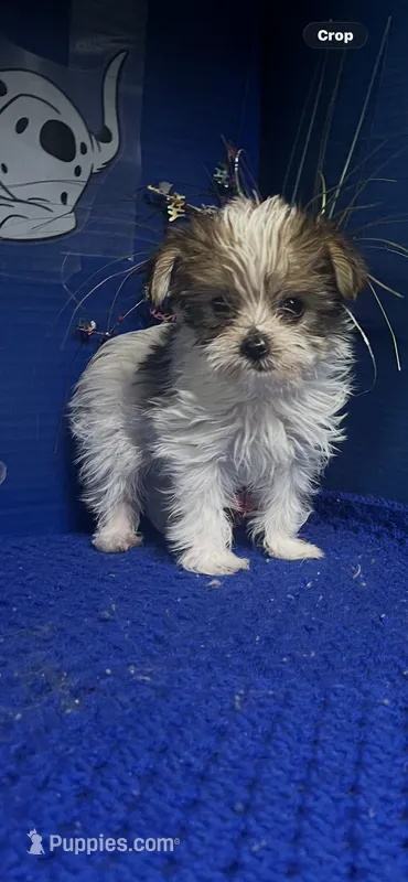 Dallas – Yorkshire Terrier puppy for sale in Eastman, GA