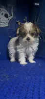 Dallas, a male Yorkshire Terrier for sale in Eastman, GA – 1 of 1