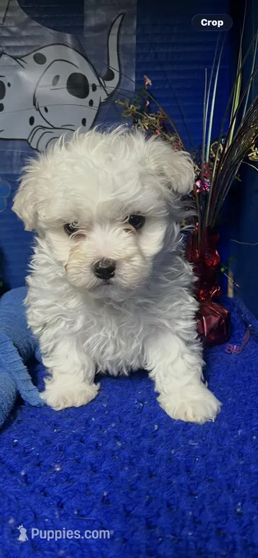 Snow – Maltese puppy for sale in Eastman, GA