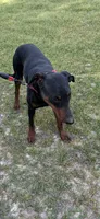 Jackson , a male Doberman Pinscher for sale in Eastman, GA – 6 of 6