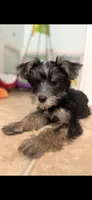 Penny, a female Yorkshire Terrier for sale in Eastman, GA – 1 of 1