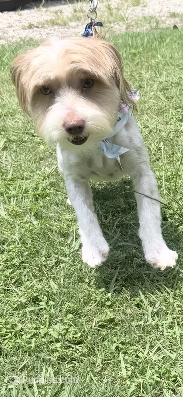 Dewey – Yorkshire Terrier puppy for sale in Eastman, GA