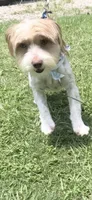 Dewey, a male Yorkshire Terrier for sale in Eastman, GA – 1 of 2