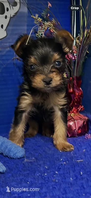 Cane – Yorkshire Terrier puppy for sale in Eastman, GA