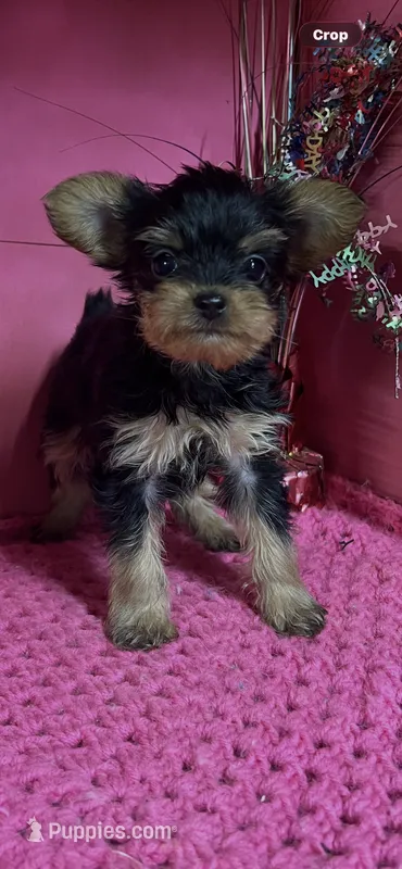 Tippy – Yorkshire Terrier puppy for sale in Eastman, GA