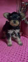 Tippy, a female Yorkshire Terrier for sale in Eastman, GA – 1 of 1