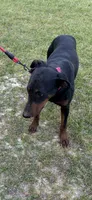Jackson , a male Doberman Pinscher for sale in Eastman, GA – 5 of 6