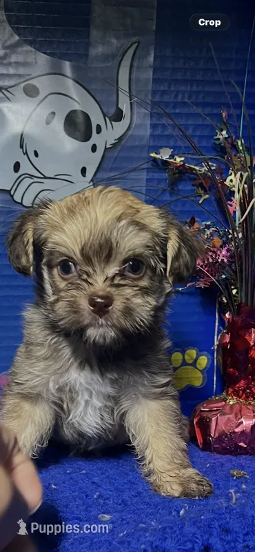 Rex – Yorkshire Terrier puppy for sale in Eastman, GA
