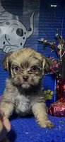 Rex, a male Yorkshire Terrier for sale in Eastman, GA – 1 of 1