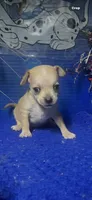 Tucker , a female Chihuahua for sale in Eastman, GA – 1 of 1