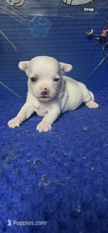 Winter – Chihuahua puppy for sale in Eastman, GA