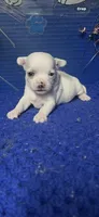 Winter, a male Chihuahua for sale in Eastman, GA – 1 of 1