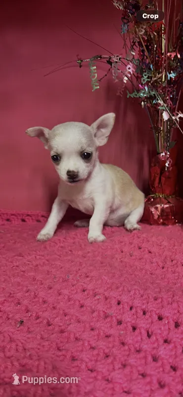 Precious – Chihuahua puppy for sale in Eastman, GA