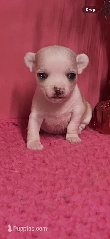 Precious – Chihuahua puppy for sale in Eastman, GA