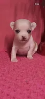Precious, a female Chihuahua for sale in Eastman, GA – 1 of 1